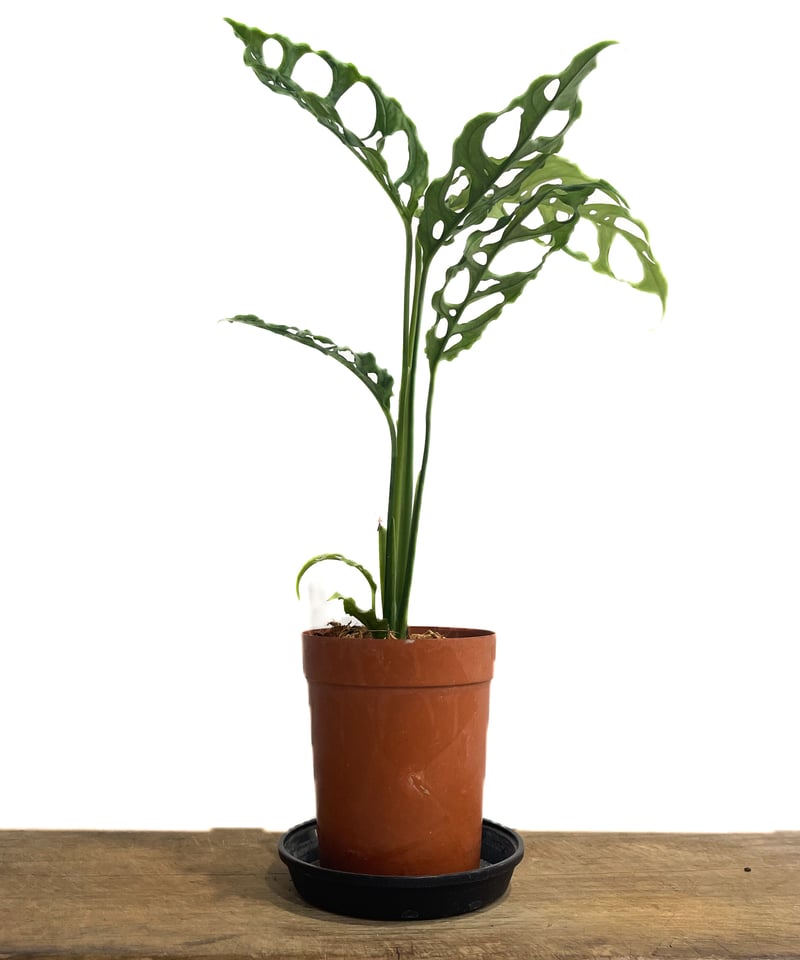 モンステラ オブリクア ペルー「Monstera obliqua Peru」9/24-74D-