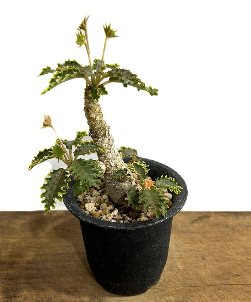 ドルステニア ホルウッディ×ラブラニー 「Dorstenia horwoodii ドルステニア ホルウッディ×ラブラニー 「Dorstenia horwoodii