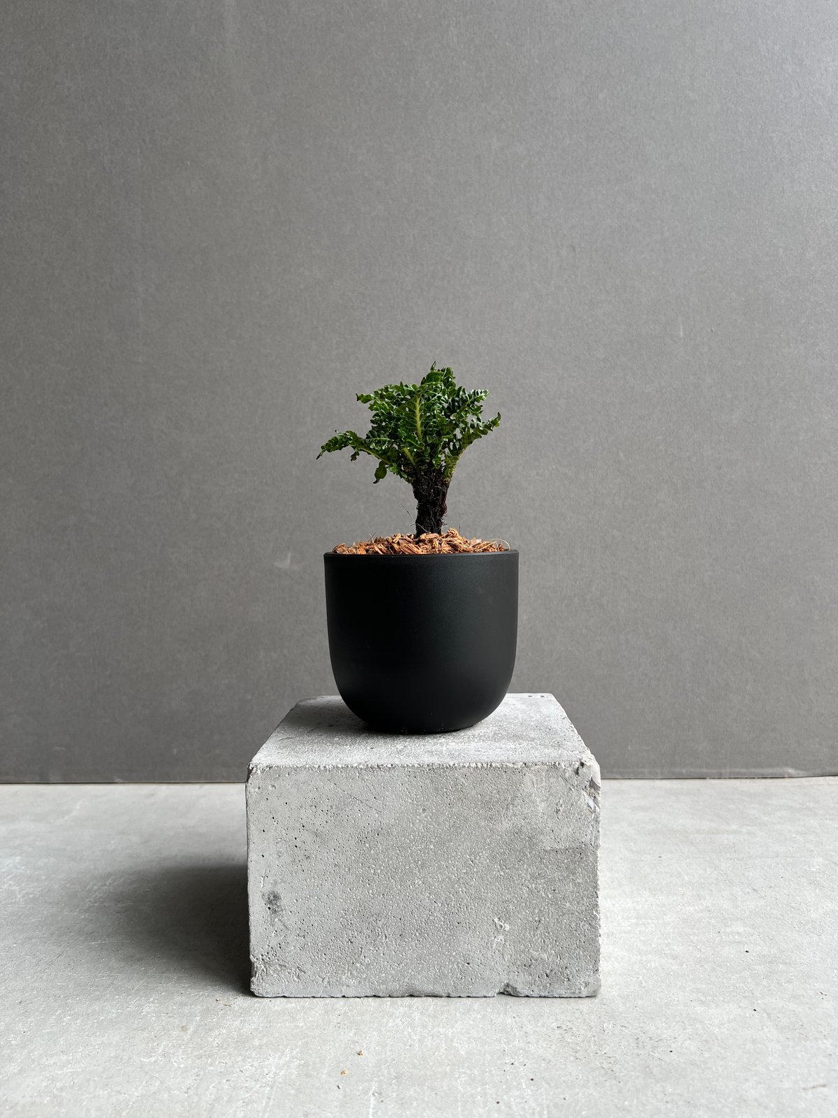 ブレクナム ギッバム ドワーフ 「Blechnum gibbum Dwarf 」22C | S