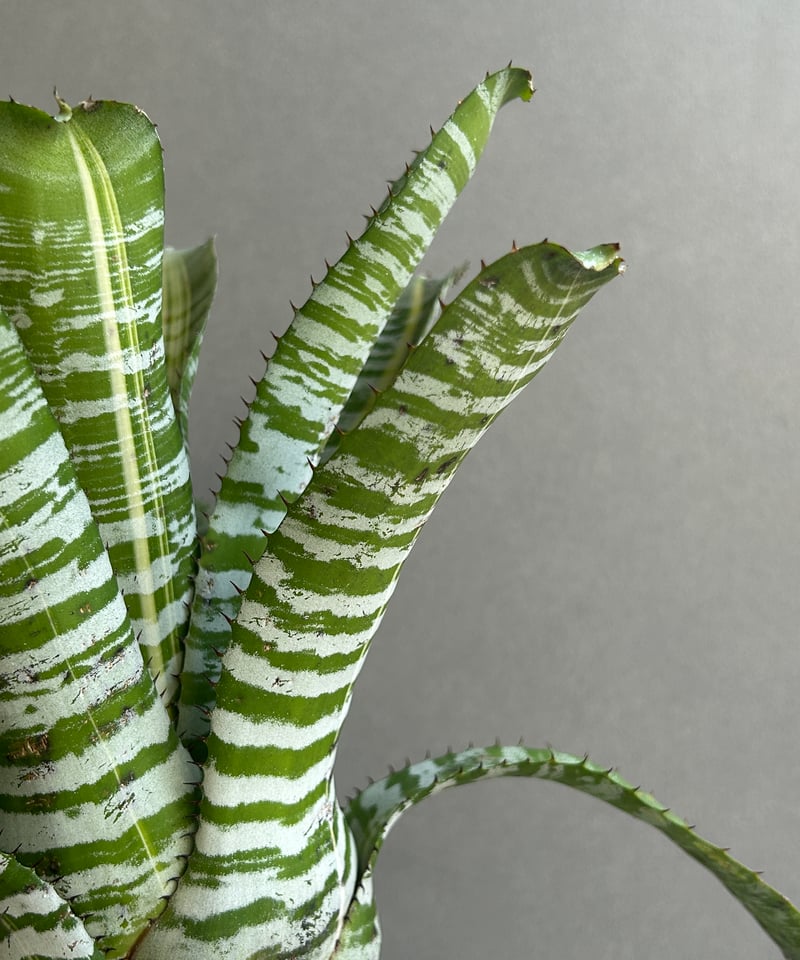 エクメア チャンティニー ビスタ 「Aechmea chantinii Vista 」23J
