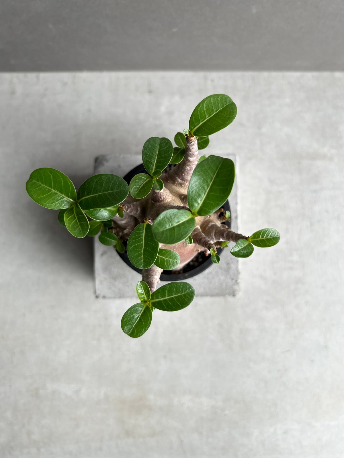 アデニウム アラビカム スーパー ドワーフ “レッド” 「Adenium