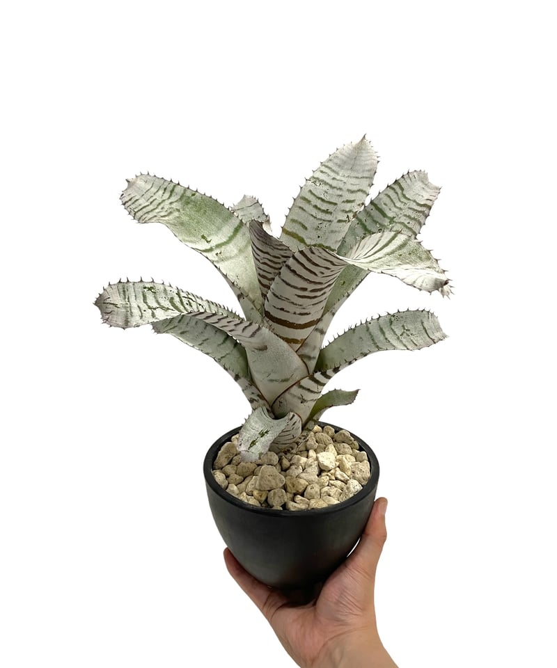 【コントラスト強めを選んでいます】エクメア チャンティーニ エクメア チャンティニー ブラックセレクト「Aechmea Chantinii