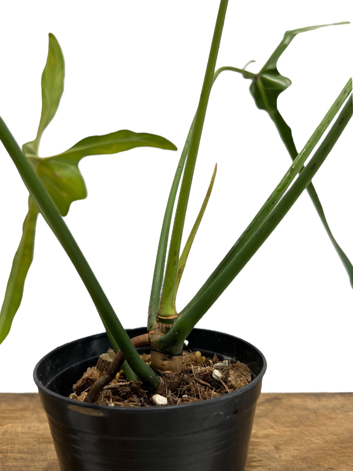 大株　Philodendron ’Lelano Miyano’ フィロデンドロン fit=scale-down,w=1200