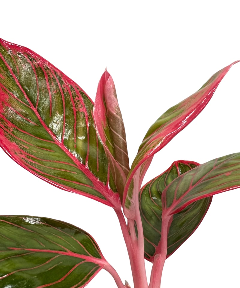 アグラオネマ リップスティック カンザ 「Aglaonema Lipstick Khanza」