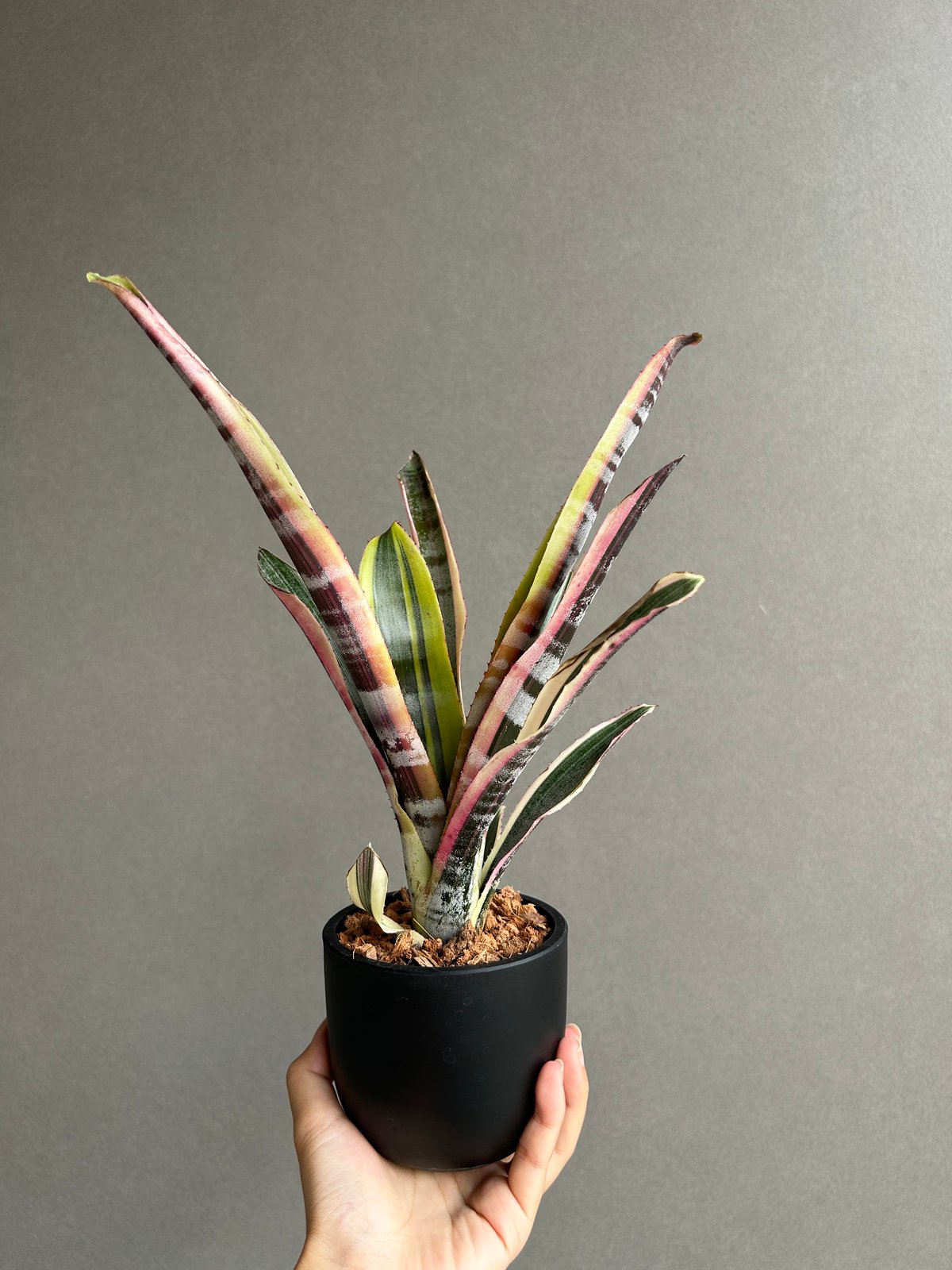 エクメア オットー 「Aechmea Otto」49H | SHOUCHIKUEN