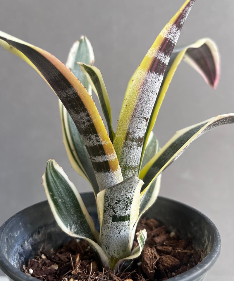 エクメア オットー 「Aechmea Otto」12A | SHOUCHIKUEN エクメア オットー 「Aechmea Otto」12A | SHOUCHIKUEN