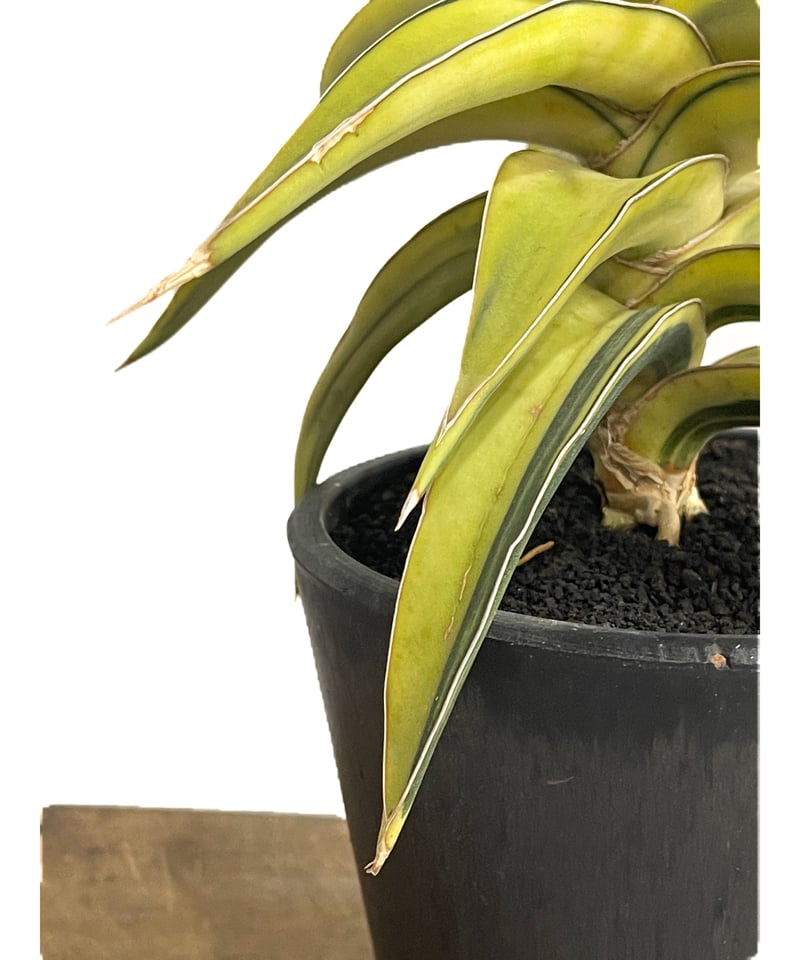 サンセベリア lav.23251 ハイパー斑入り「Sansevieria lav. 23251 サンセベリア lav.23251 ハイパー斑入り「Sansevieria lav. 23251