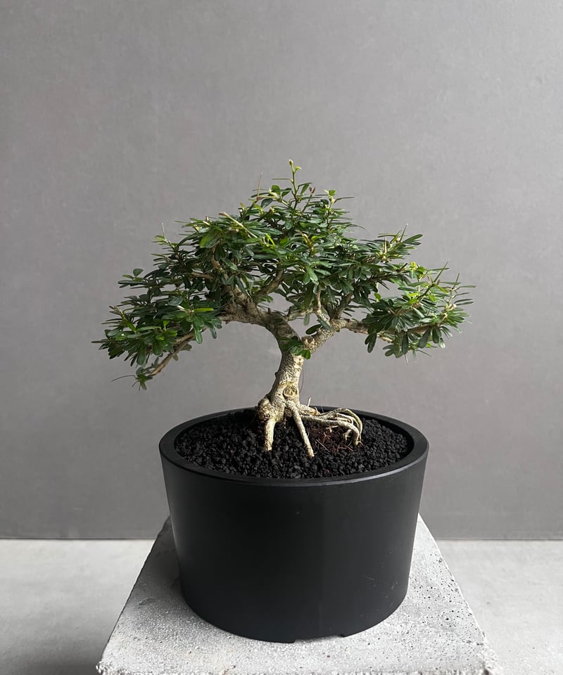 うち” 盆栽 「“UCHI” BONSAI 」76A | SHOUCHIKUEN