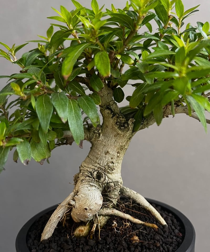 うち” 盆栽 「“UCHI” BONSAI 」67A | SHOUCHIKUEN