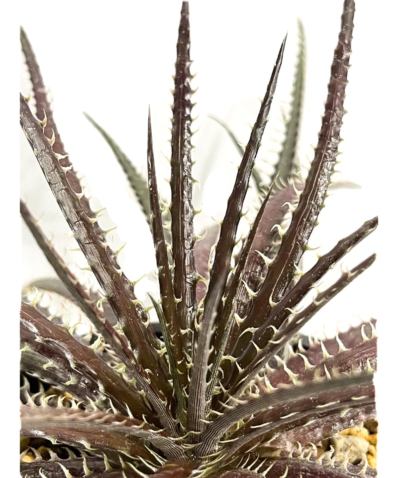 レア株　OTTO新作株　ディッキア　Dyckia M2F-1 レア株 OTTO新作株 ディッキア Dyckia M2F-1 - メルカリ