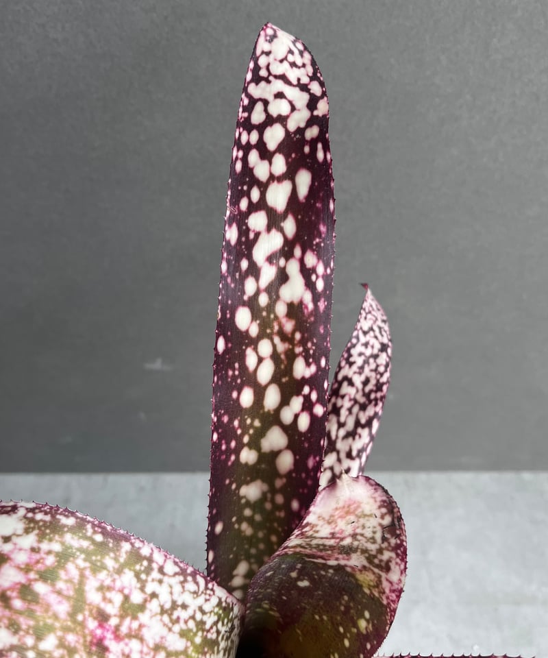 Billbergia 'Dreams'〔ビルベルギア〕現品発送B0261 Billbergia 'Dreams'〔ビルベルギア〕現品発送B0261 - メルカリ