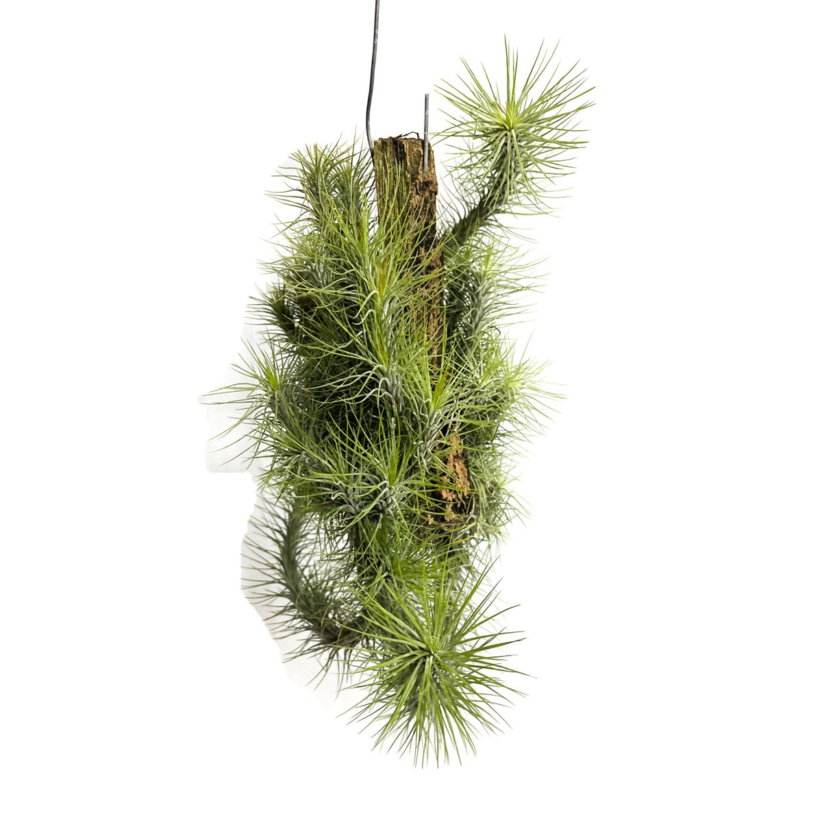 購入不可 チランジア フンキアナクランプ(4頭クランプ) ティランジア フンキアナ クランプ ④「Tillandsia funckiana
