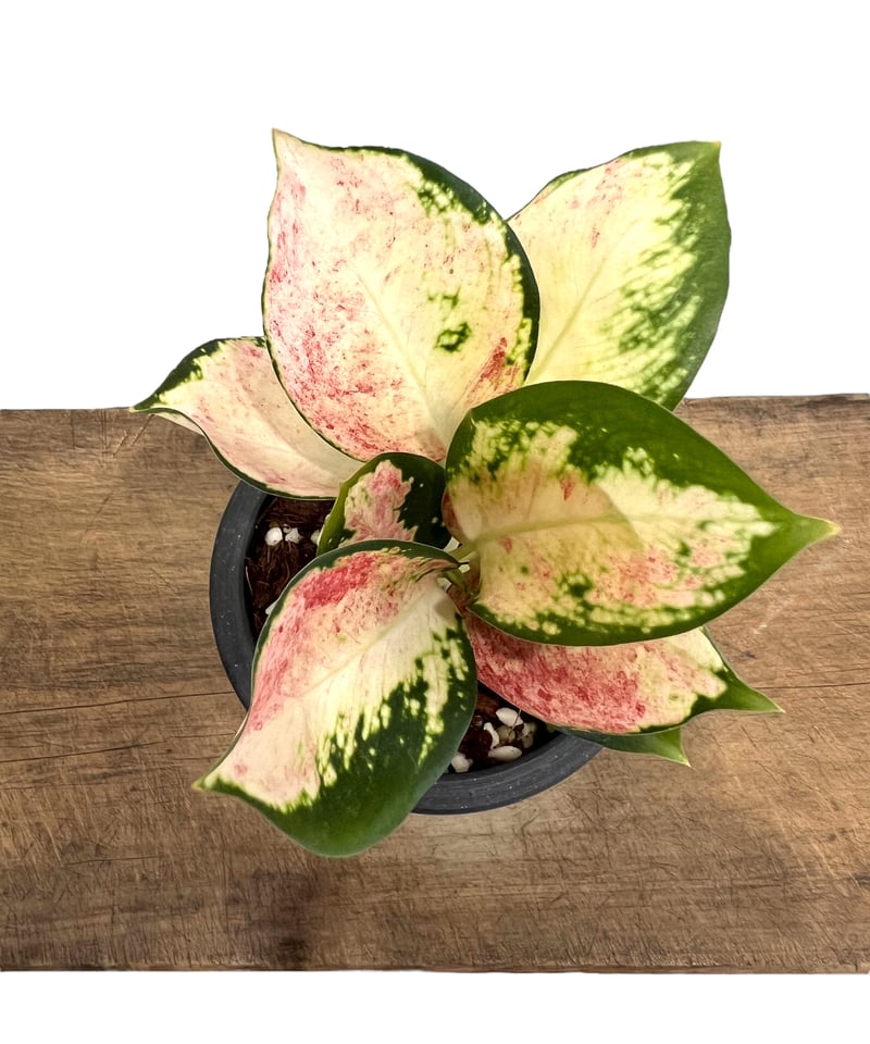 アグラオネマ ネオン 変異種 斑入 「Aglaonema Neon mutation アグラオネマ ネオン 変異種 斑入 「Aglaonema Neon mutation