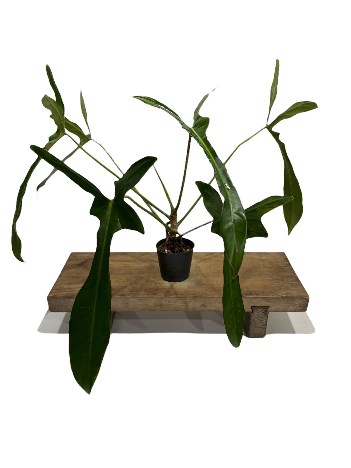 【レア】フィロデンドロン　レラノミヤノ　斑入り レア】フィロデンドロン レラノミヤノ 斑入り｜Yahoo!フリマ（旧