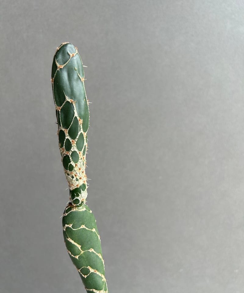 オプンチア ゼブリナ 'コブラ'「Opuntia zebrina 'Cobra'」52L |