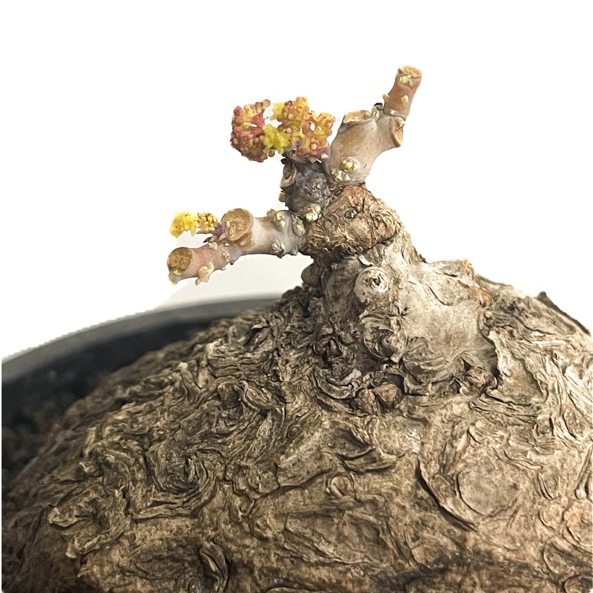 たかちゃん】ステファニア・カウィーサキ ステファニア・カウィーサキ