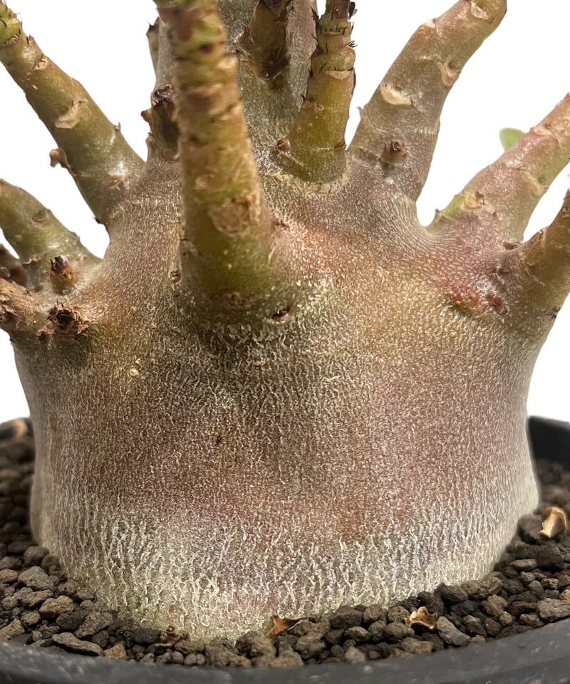 アデニウム アラビカム ドワーフ “ブラック” 「Adenium arabicum Dwarf