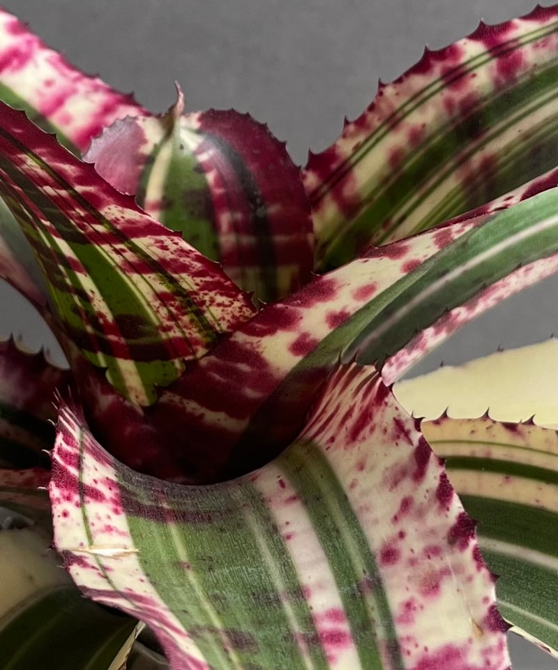 Neoregelia 'Red Buff'〔ネオレゲリア〕現品発送N0622 Neoregelia 'Red Buff'〔ネオレゲリア〕現品発送N0622 - メルカリ