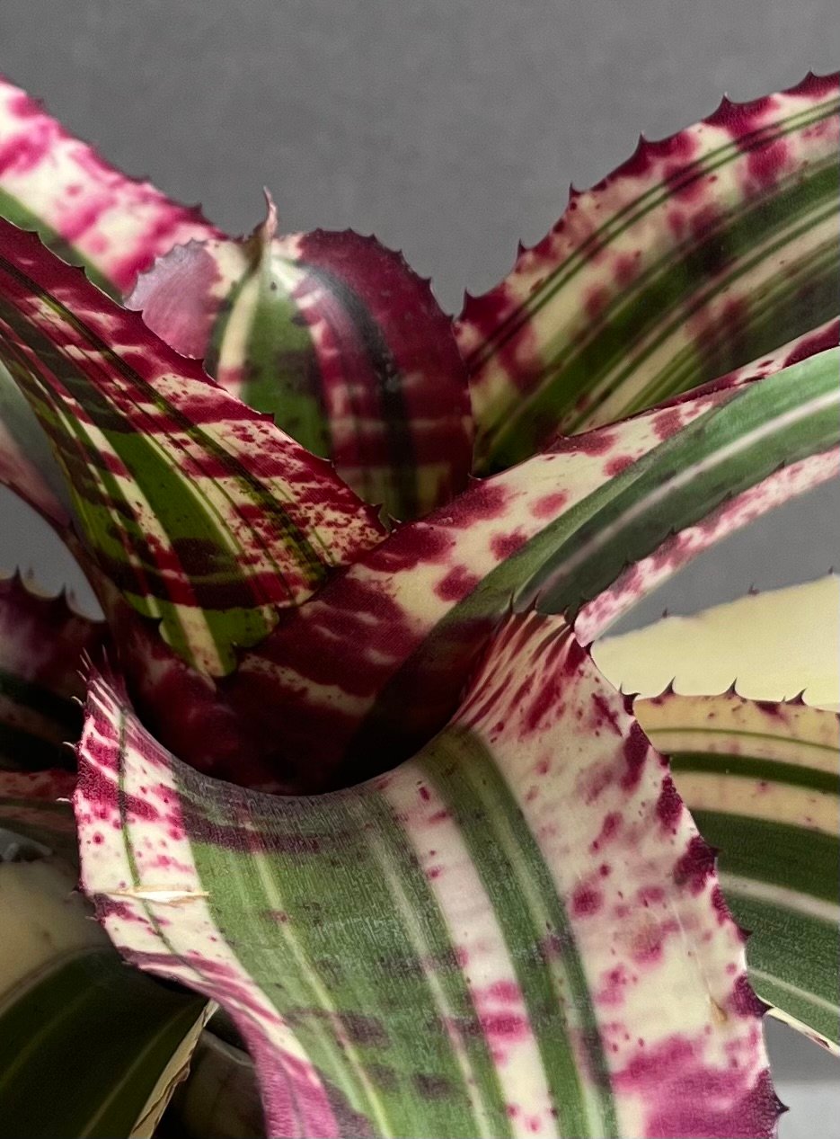 ネオレゲリア スーパーチャージド 「Neoregelia Supercharged」42Z |