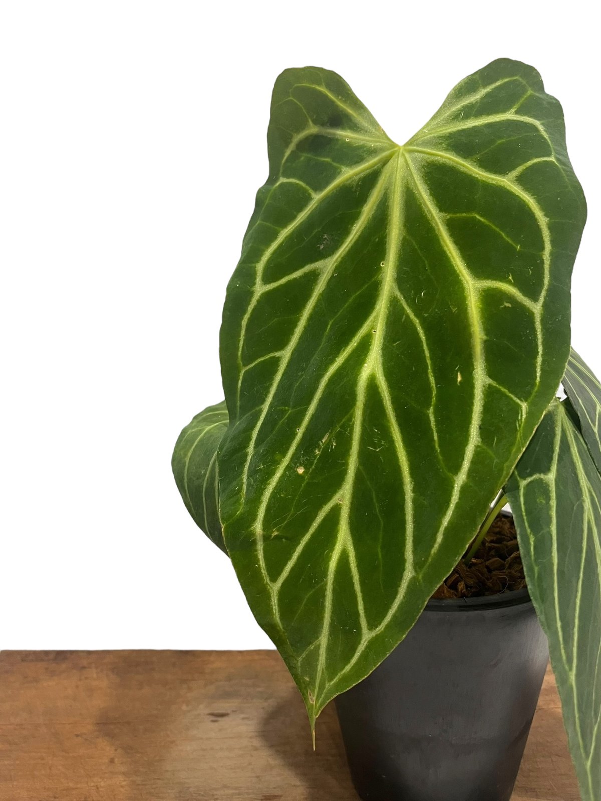 アンスリウム クリスタリナム x シルバー ホープ 「Anthurium