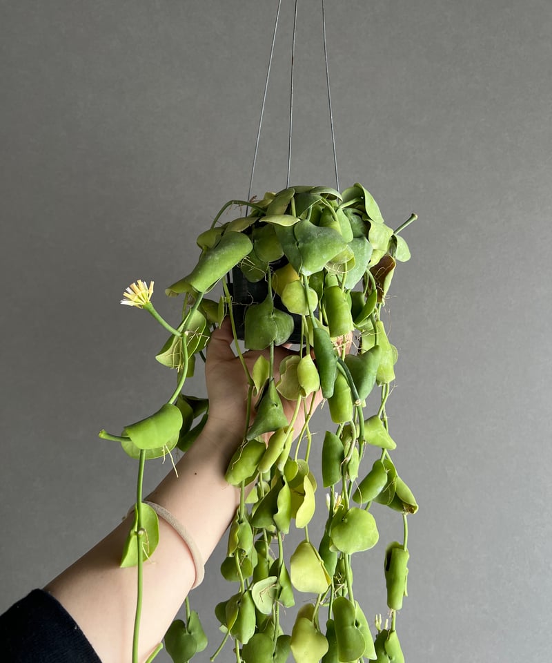 ディスキディア インブリカータ 「Dischidia imbricata」57J | SHOU