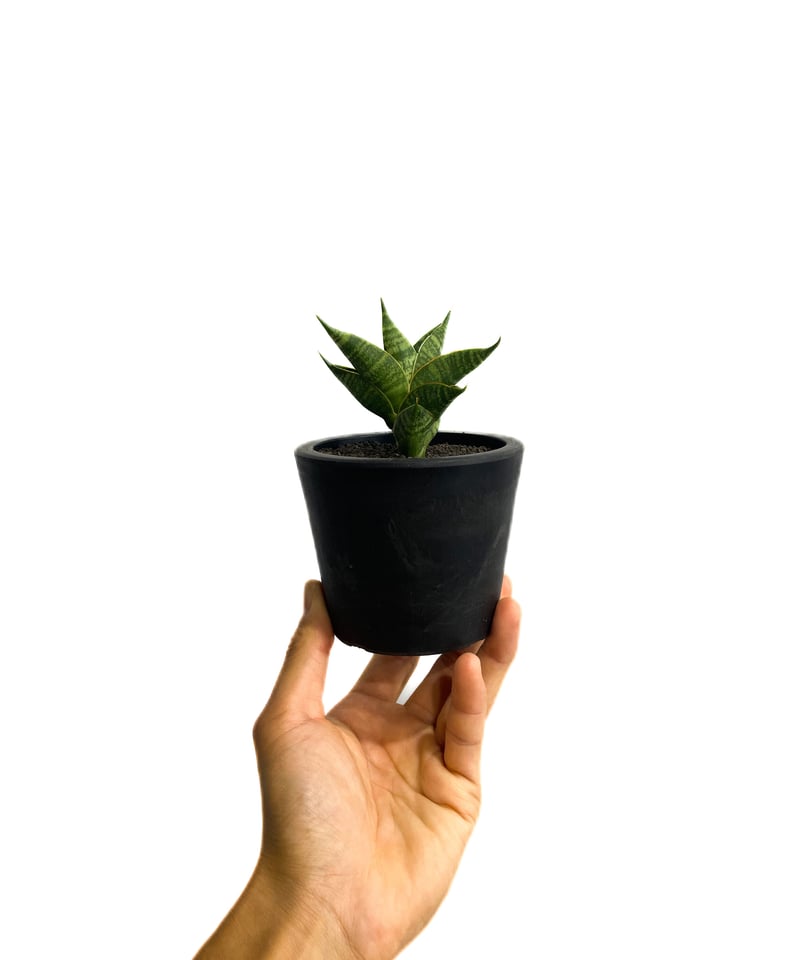 サンセベリア シンドロ「Sansevieria Sindro」36E-1 | SHOUCHIKUEN サンセベリア シンドロ「Sansevieria Sindro」36E-1 | SHOUCHIKUEN