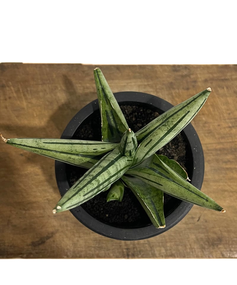 サンセベリア ジュピター「Sansevieria Jupiter」29E-1 | SHOUCH サンセベリア ジュピター「Sansevieria Jupiter」29E-1 | SHOUCH
