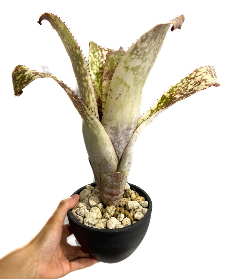 ブロメリア・エアープランツ Billbergia Bruddah Iz ビルベルギア ブルッダー iz「Billbergia Bruddah Iz」5/11-473