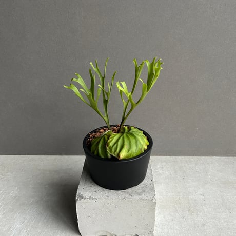 ビカクシダ | STORES