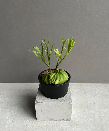 ビカクシダ　HAS-A OC Yahoo!オークション -「ビカクシダ has」の落札相場・落札価格