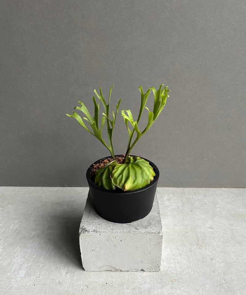 ビカクシダ リドレイ “パカラン”「Platycerium ridleyi “Pakarang