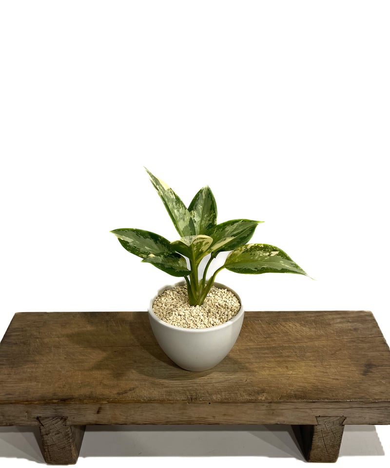 アグラオネマ　スワンナプーム アグラオネマ スワンナプーム「Aglaonema Suvarnabhumi」16F-2 | S