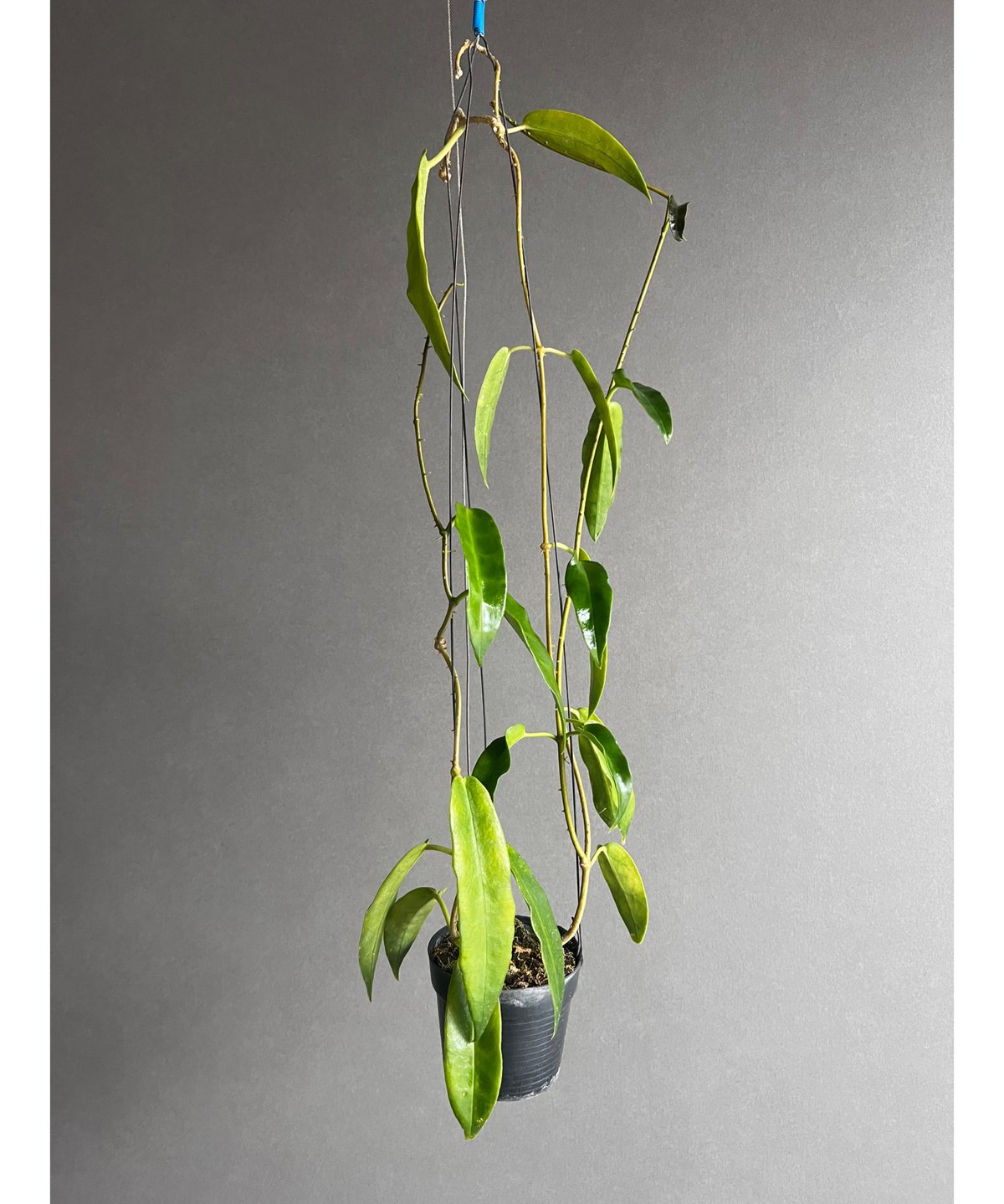 ホヤ アークボルディアーナ ピンク 「Hoya archboldiana pink 」70U