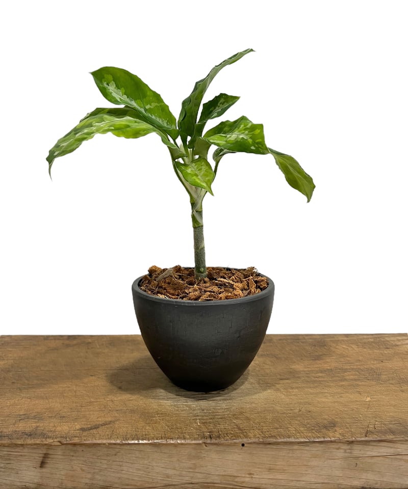 アグラオネマ ピクタム トリカラー「Aglaonema pictum tricolor 」61...