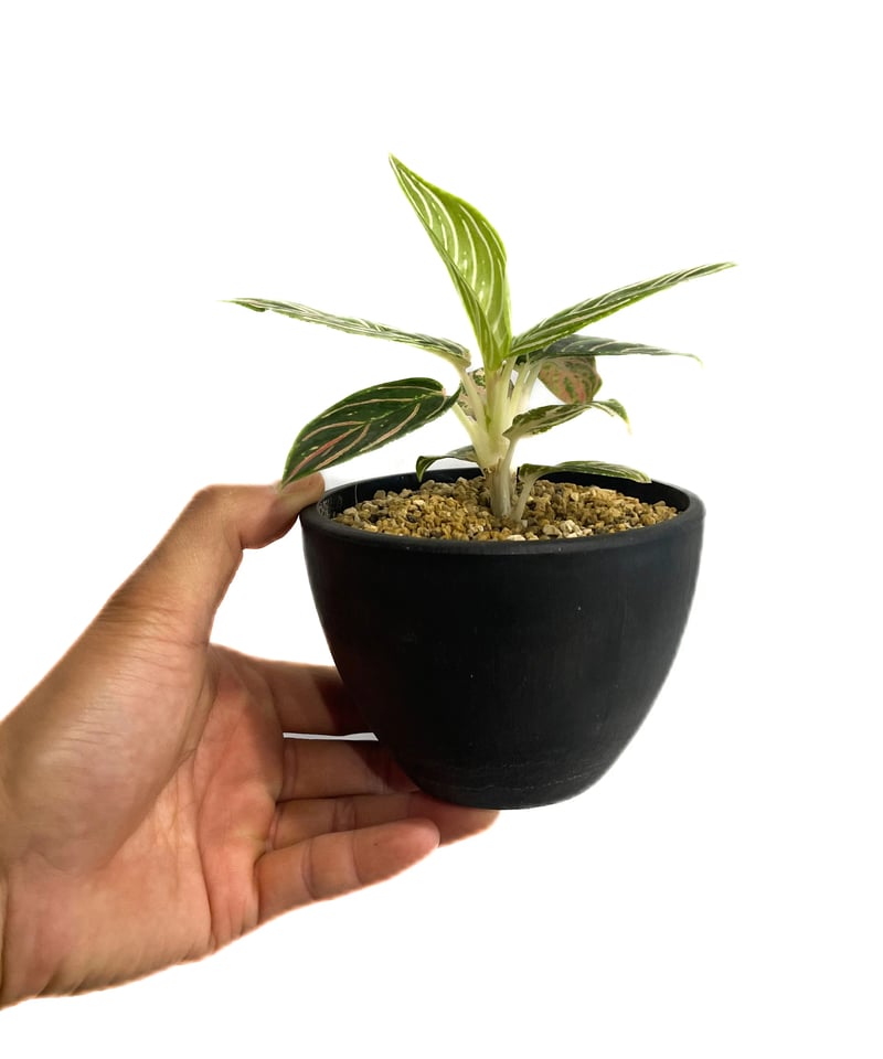 その他観葉植物 Aglaonema Golden Hope Aglaonema Golden Hope Aglaonema 