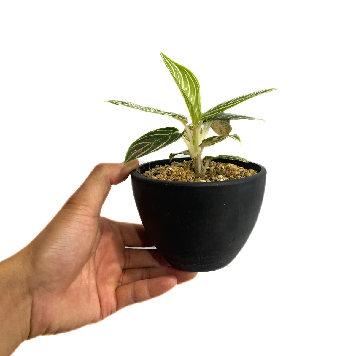 アグラオネマ ゴールデンホープ「Aglaonema Golden Hope」17G-1 | S