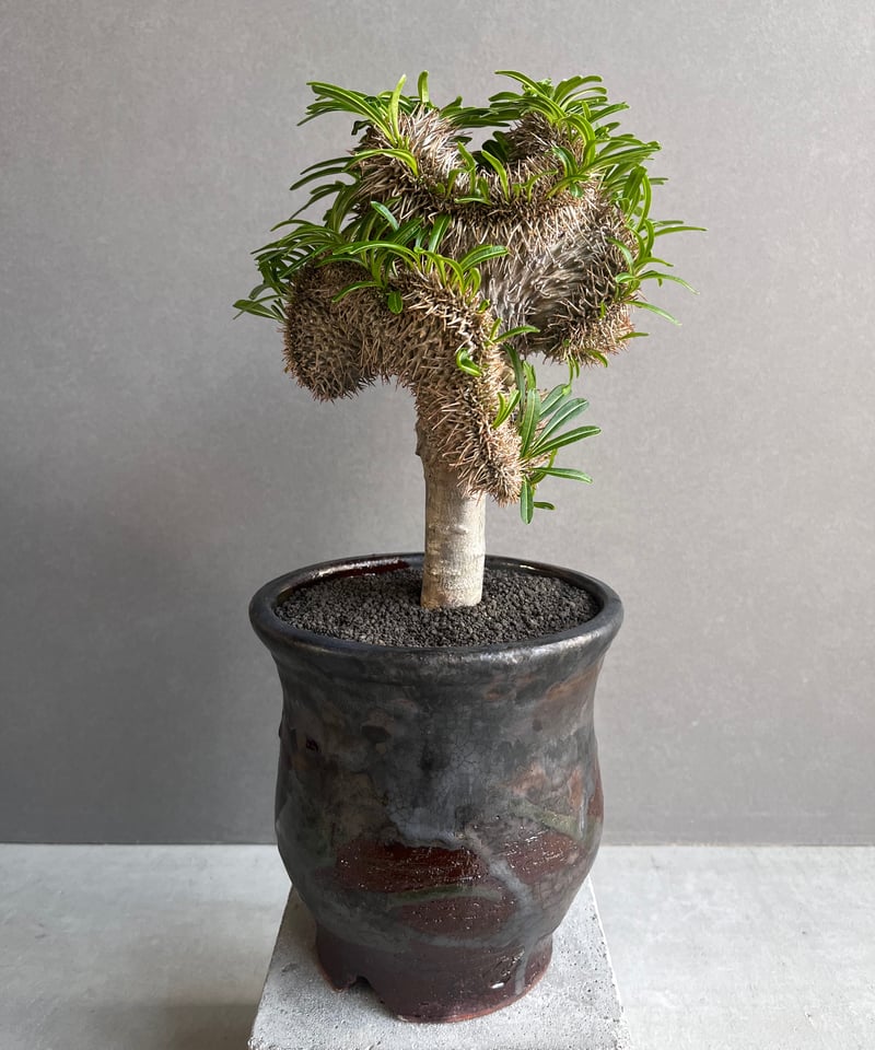 パキポディウム ラメリー 綴化 +YON-HACHI (Masaki Tomabechi)