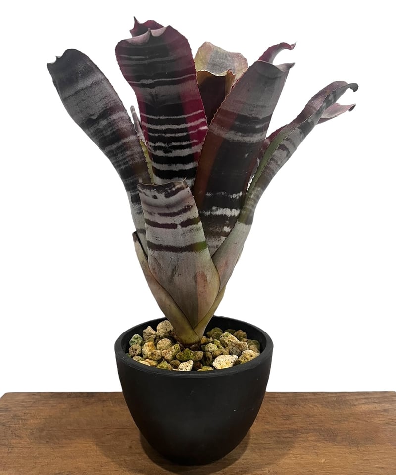 希少　Aechmea Otto エクメア　オットー　超美株　タンクブロメリア ▪️Plants Buyer's Talk ▪️ Aechmea Otto エクメア オットー