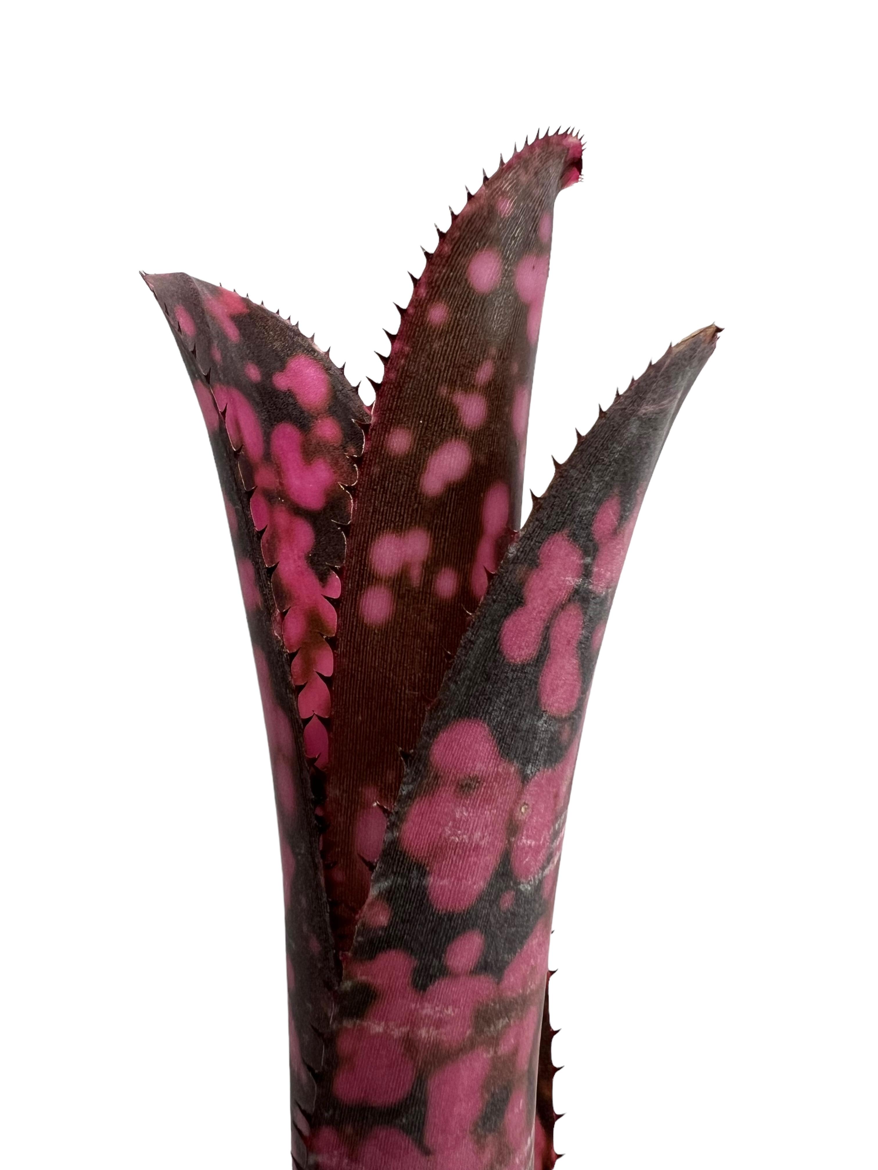 ビルベルギア インセンディアリー デライト 「Billbergia Incendiary