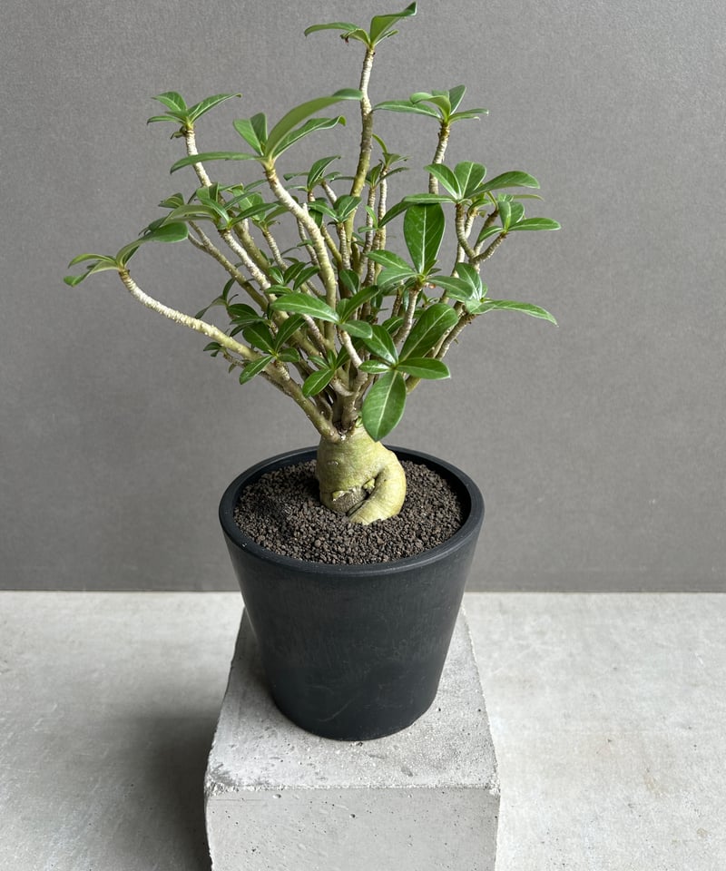 親父93　　斑入り　アデニウム・オベスム　 Adenium Ｏbesum 親父93様専用 斑入り アデニウム・オベスム Adenium Obesum