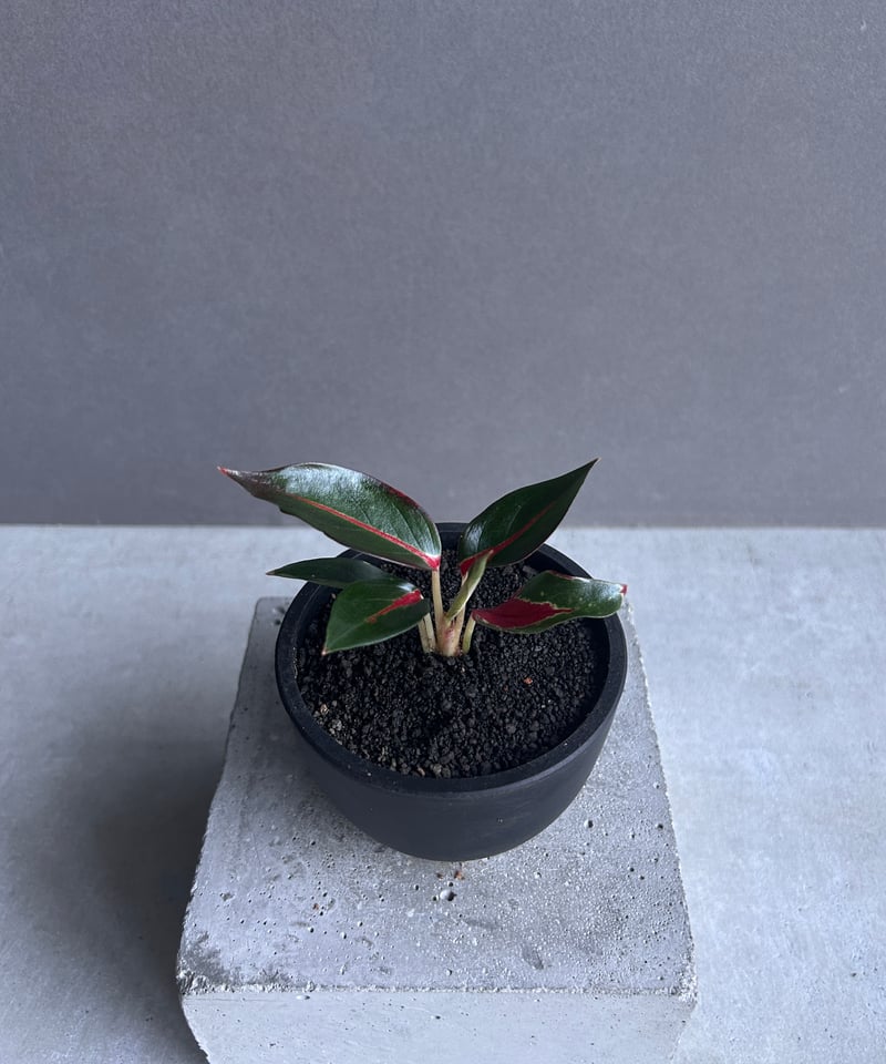 アグラオネマ レッドサンダー 「Aglaonema Red Thunder」96J