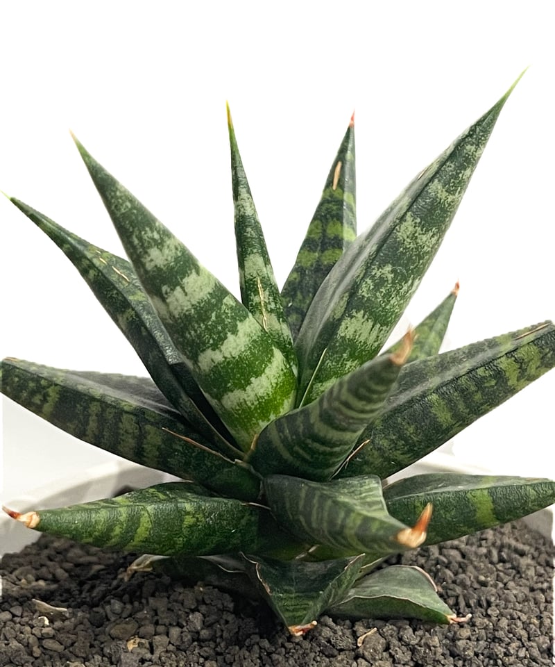 VIVAIA ADDRIANE メタリックダイヤモンド/ブラック 37 VIVAIA ADDRIANE メタリックダイヤモンド/ブラック 37 Addriane