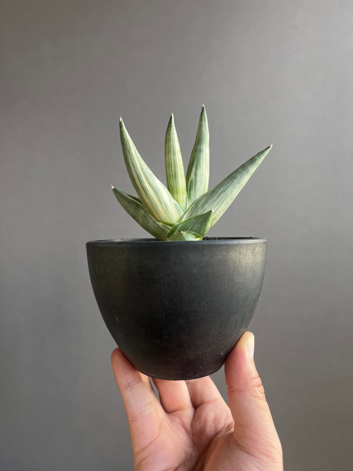 サンセベリア 雪女(ユキオンナ) 「Sansevieria Yuki Onna」24F | S