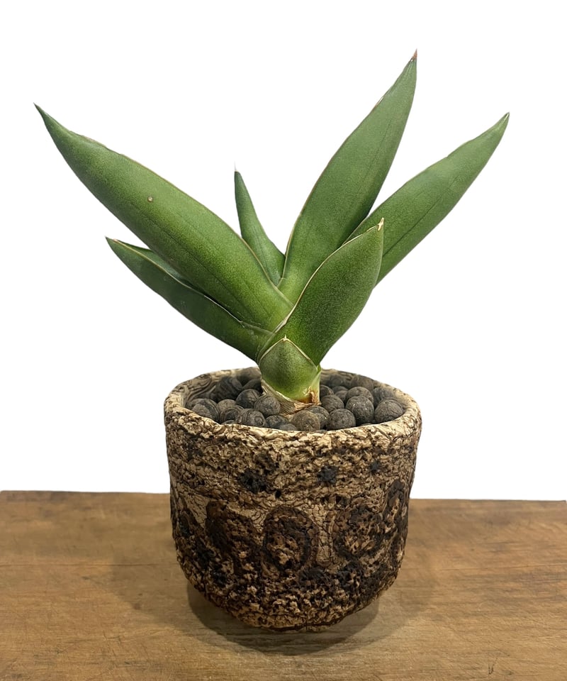 サンセベリア オペラ ハウス + plantsmonsters pot 「Sansevieri サンセベリア オペラ ハウス + plantsmonsters pot 「Sansevieri