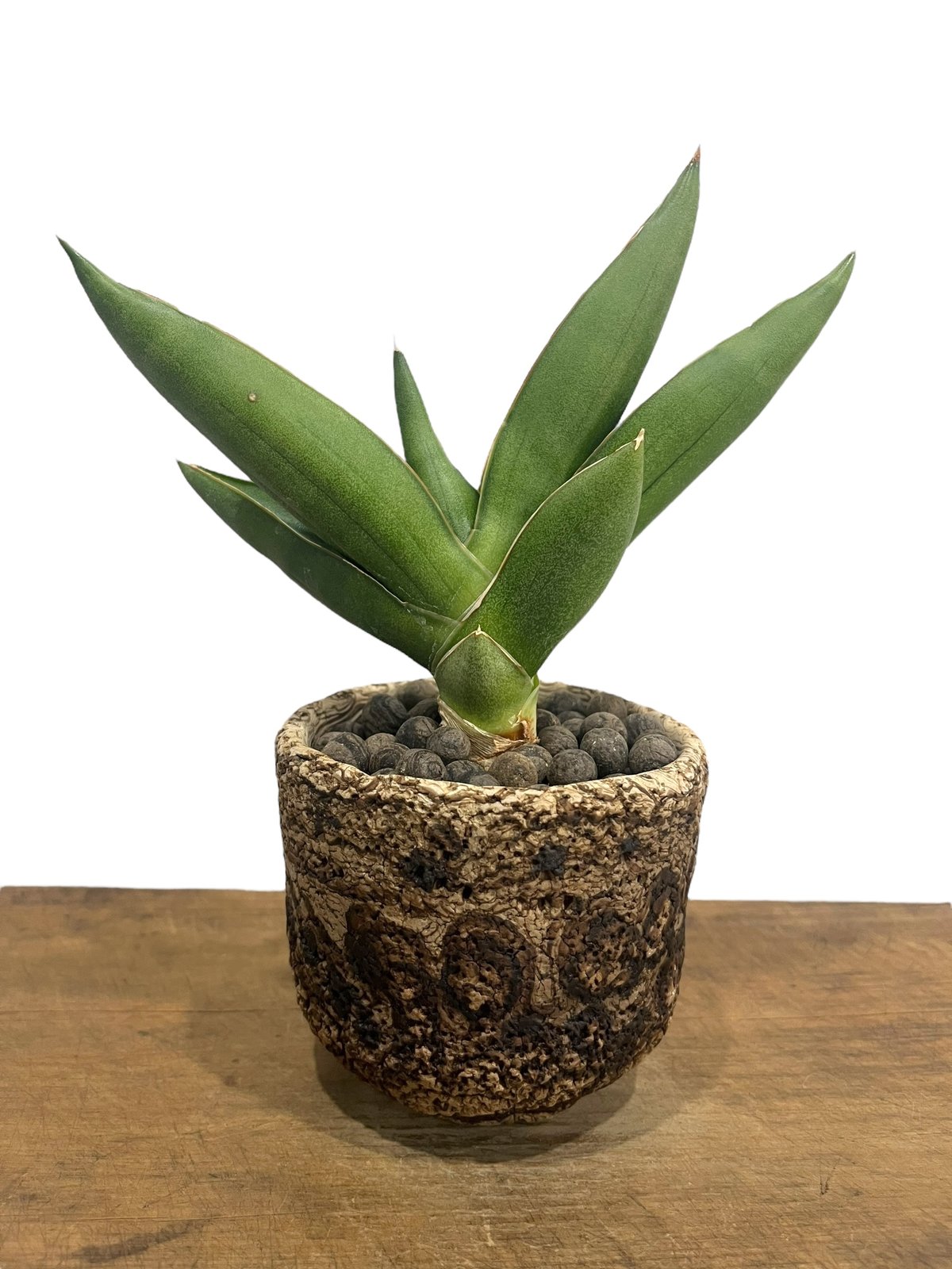 サンセベリア オペラ ハウス + plantsmonsters pot 「Sansevieri