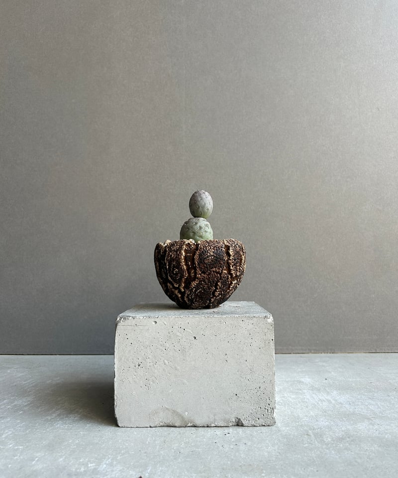 テフロカクタス ゲオメトリクス+plantsmonsters pot「Tephrocactus