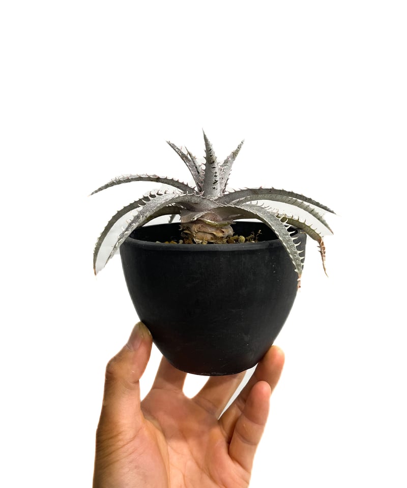 ディッキア ワーレン×マーキュリー「Dyckia Warren × Mercury」6E-2