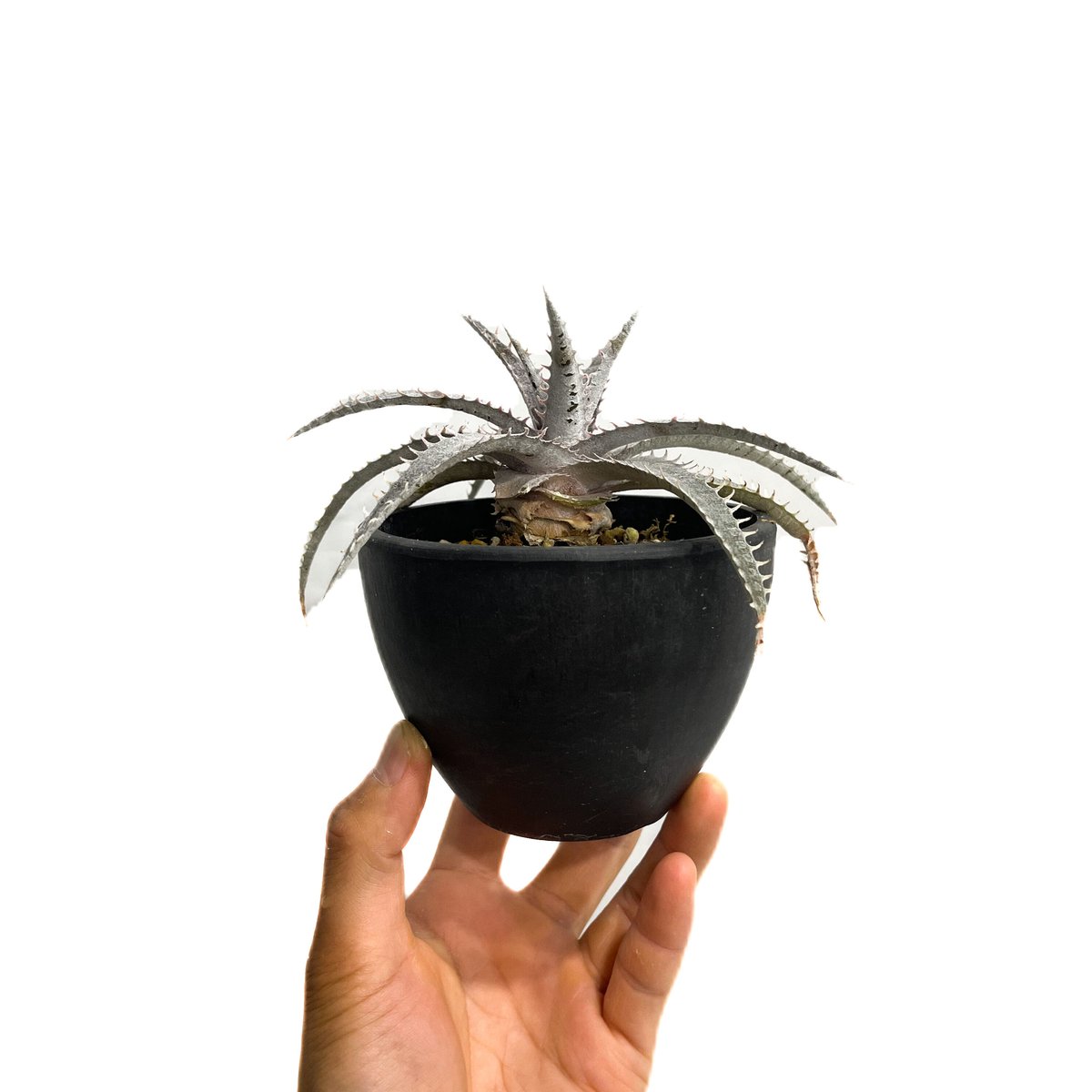 ディッキア ワーレン×マーキュリー「Dyckia Warren × Mercury」6E-2