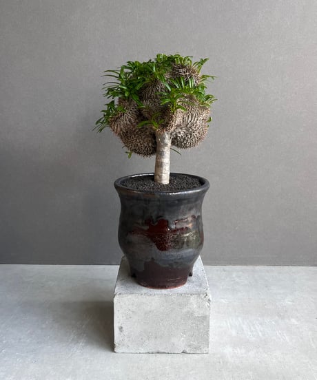 CATEGORY コーデックス(塊根植物) | SHOUCHIKUEN