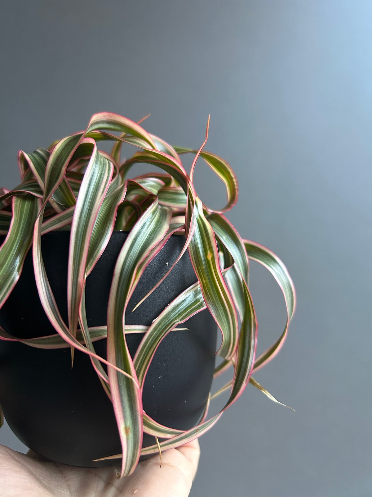 スプモーニさま専用　ドラセナ　キュンティ ドラセナ キュンティ 「Dracaena concinne Kuhnty 」87Z | SHO